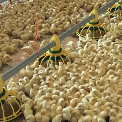 Automatic Poultry Feeder Drinker 45-65 Broiler Drinking System