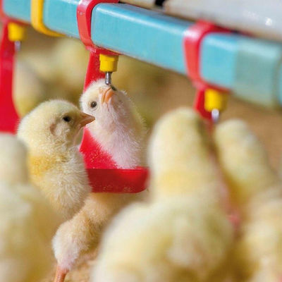 330mm Diameter Chicken Feeders And Drinkers Hot Gavanized Hopper